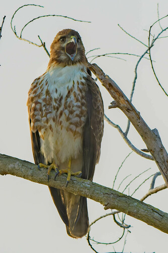 iNaturalist observation photo of Red-tailed Hawk