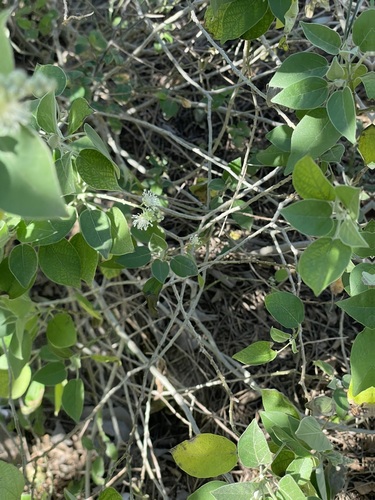 Foto de Velame-do-campo