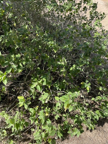 Foto de Velame-do-campo