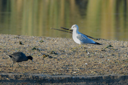 iNaturalist observation photo of Ring-billed Gull