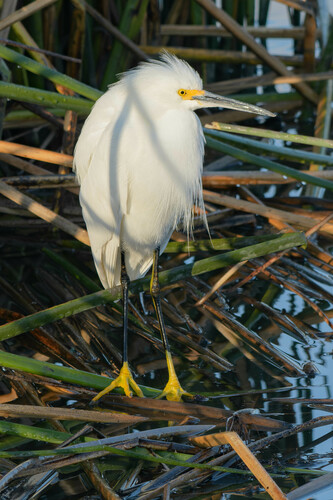 iNaturalist observation photo of Snowy Egret