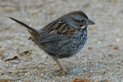 iNaturalist observation photo of Song Sparrow