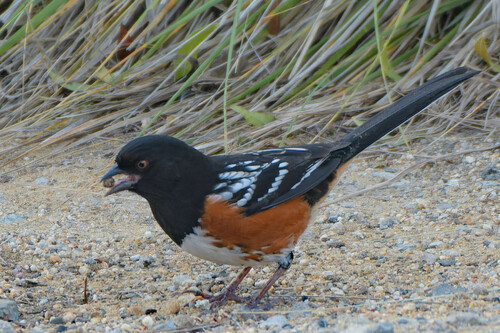 iNaturalist observation photo of Spotted Towhee