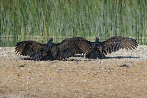 iNaturalist observation photo of Turkey Vulture
