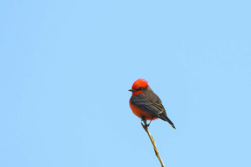 iNaturalist observation photo of Vermilion Flycatcher