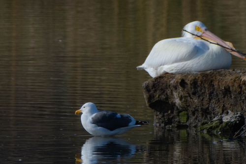 iNaturalist observation photo of Western Gull