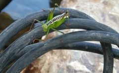 Andreiniimon nuptialis