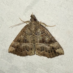 Hypena deceptalis
