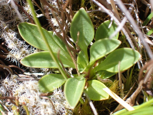 Image of Gentianella bellidifolia by (c) Richard Littauer, some rights reserved (CC BY)