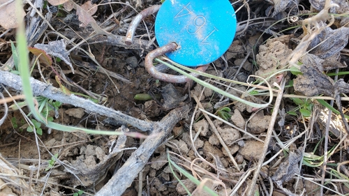 iNaturalist observation photo of California milkweed