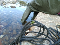 Andreiniimon nuptialis