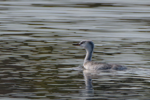 iNaturalist observation photo of Western and Clark's Grebes