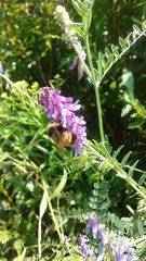 Bombus terricola image