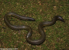 Rhinophis melanogaster