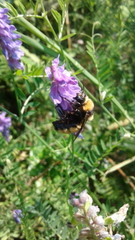Bombus borealis image