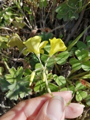 Oxalis pes-caprae sericea