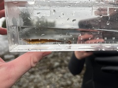 Tubenose Poacher photo 2