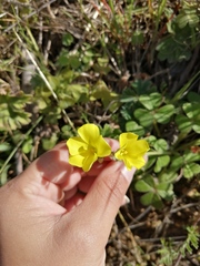 Oxalis pes-caprae sericea