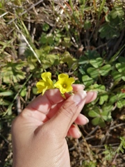Oxalis pes-caprae sericea
