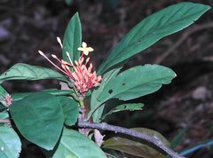 Ixora chinensis