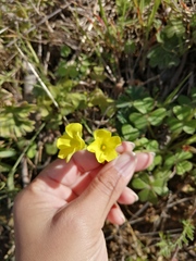 Oxalis pes-caprae sericea
