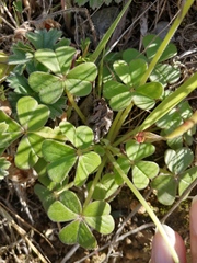 Oxalis pes-caprae sericea