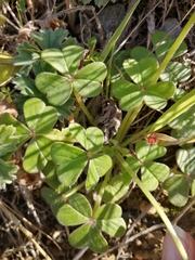 Oxalis pes-caprae sericea