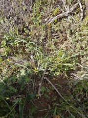 Bulbine praemorsa