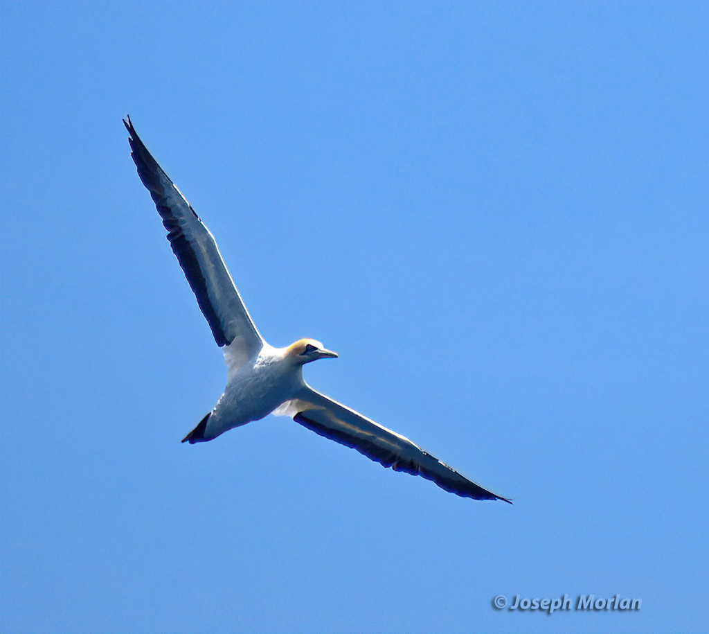 Cape gannet soaring against a clear blue sky