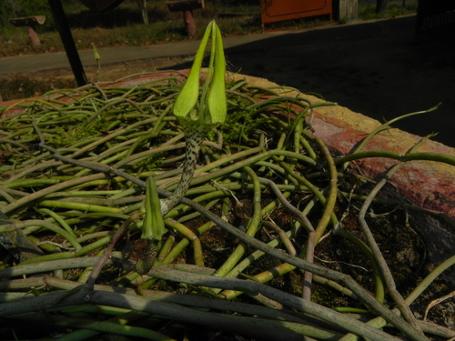 Ceropegia juncea