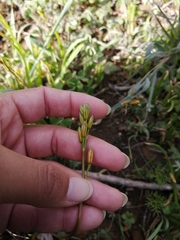 Bulbine praemorsa