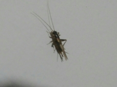 Stenonemobius gracilis