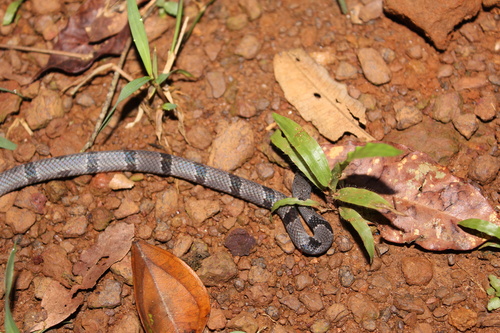 African Banded Snake