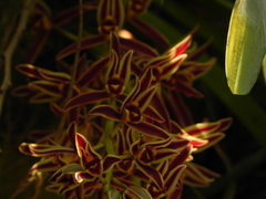 Cymbidium bicolor