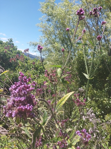 Image of Verbena incompta by (c) kiwialli, some rights reserved (CC BY)