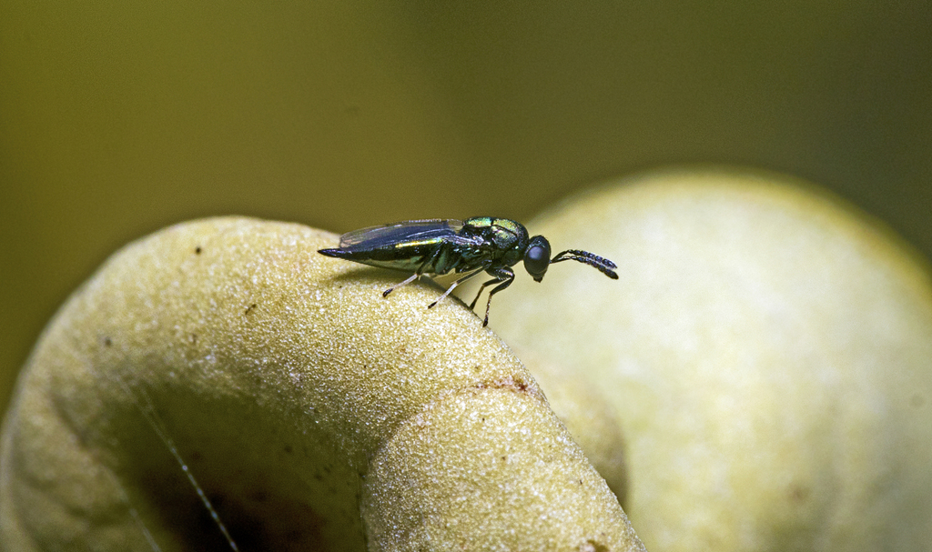 Entiinae