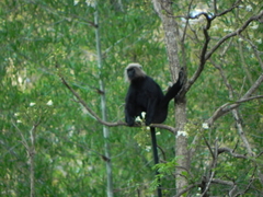 Semnopithecus johnii
