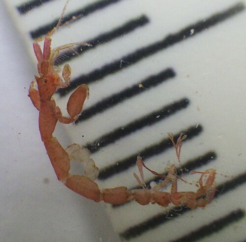 Caprella penantis observed 2025-01-04