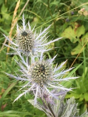 Eryngium alpinum