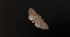 Eupithecia tripunctaria