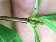 Hypericum lobocarpum