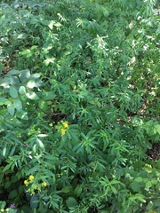 Hypericum lobocarpum