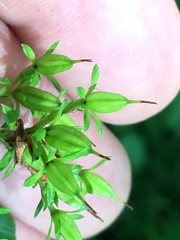 Hypericum lobocarpum