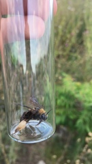 Svastra obliqua obliqua