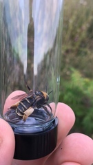 Svastra obliqua obliqua