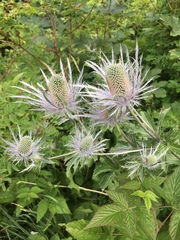 Eryngium alpinum
