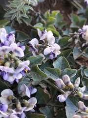 Dolichos decumbens