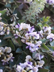 Dolichos decumbens