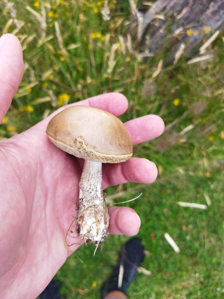Leccinum scabrum · January 2025 · photo: © pdbellbutler (iNaturalist, cc-by)