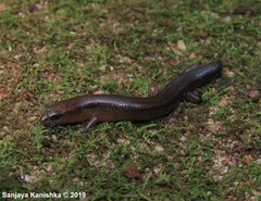 Lankascincus sripadensis